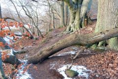 Træet er nemt at forcere