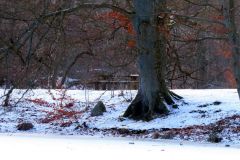 Udsigt til borde og bænke